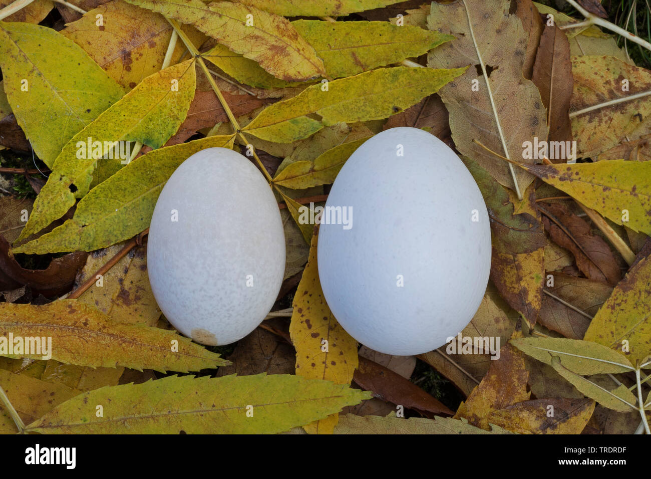 Galli e galline (Gallus gallus f. domestica), confronto delle uova di gallina con un uovo di gallina Bantam, Germania Foto Stock