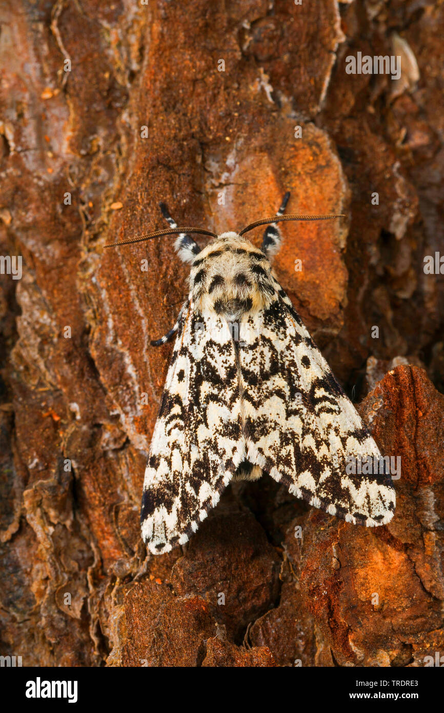 Archi di pino (Panthea variabilis), seduto alla corteccia, vista da sopra, Germania Foto Stock