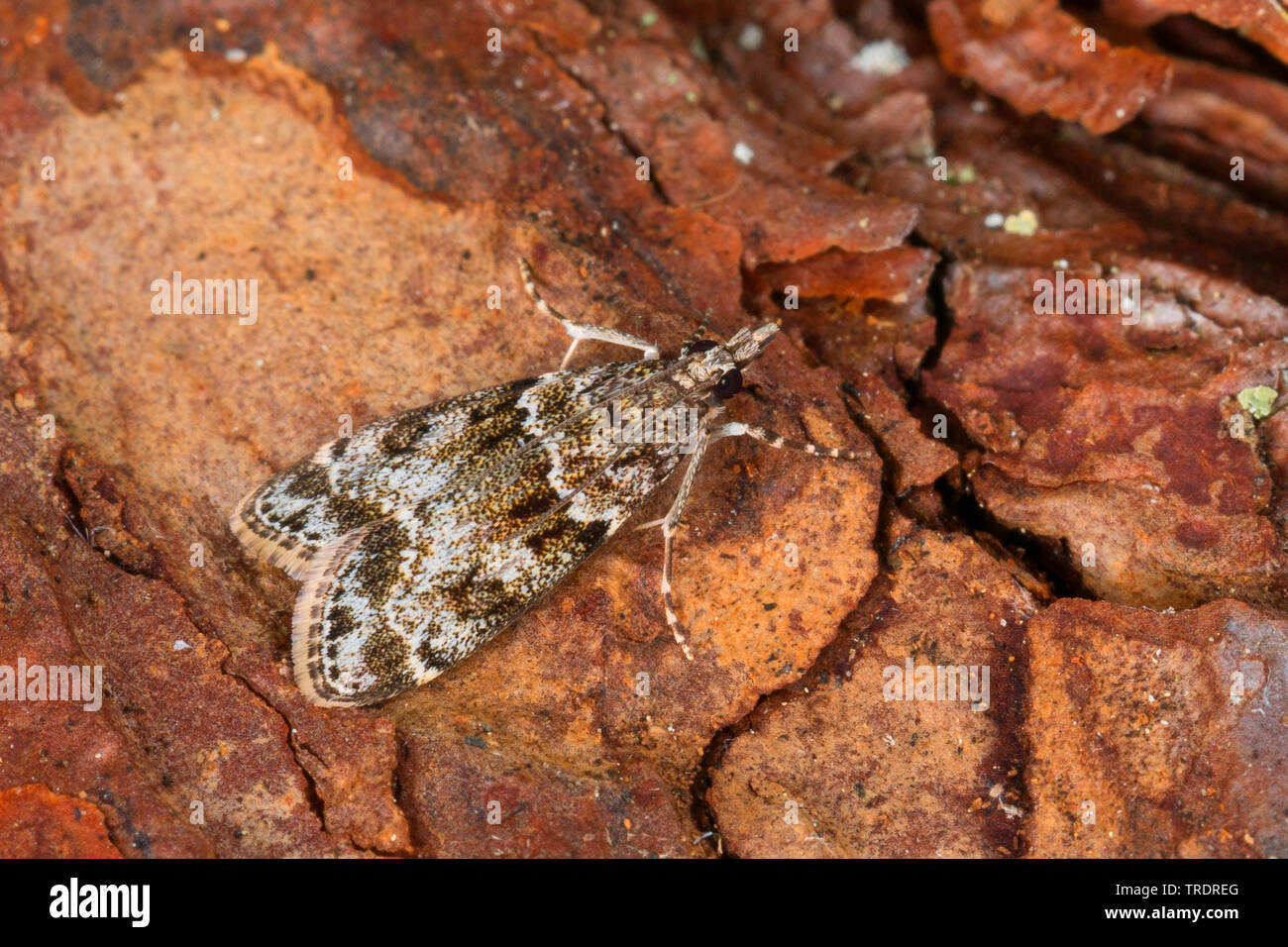 Piccolo grigio (Eudonia mercurella), sul legno morto, vista da sopra, Germania Foto Stock