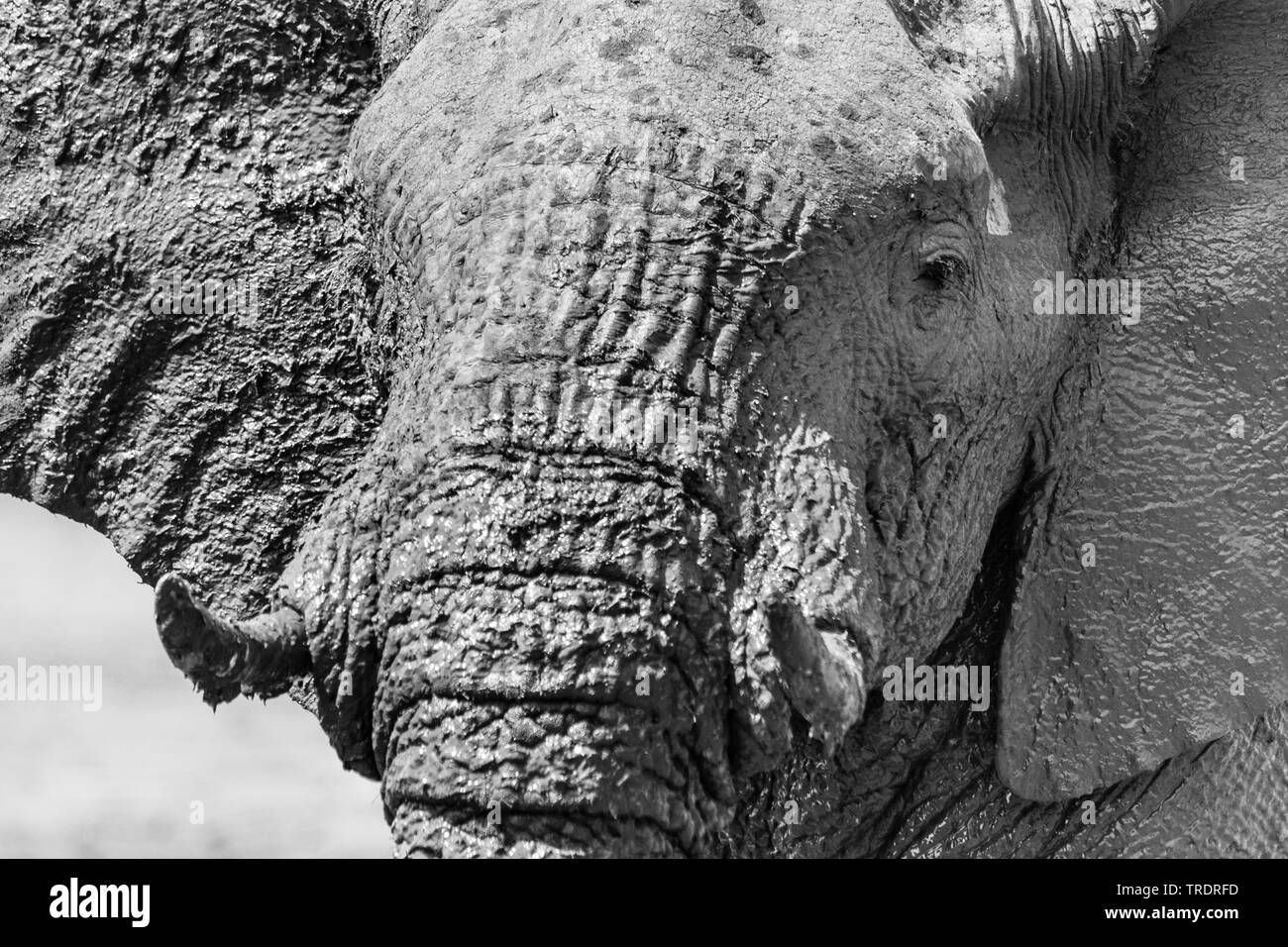 Elefante africano (Loxodonta africana), ritratto, ricoperte di fango, Sud Africa - Mpumalanga Kruger National Park Foto Stock