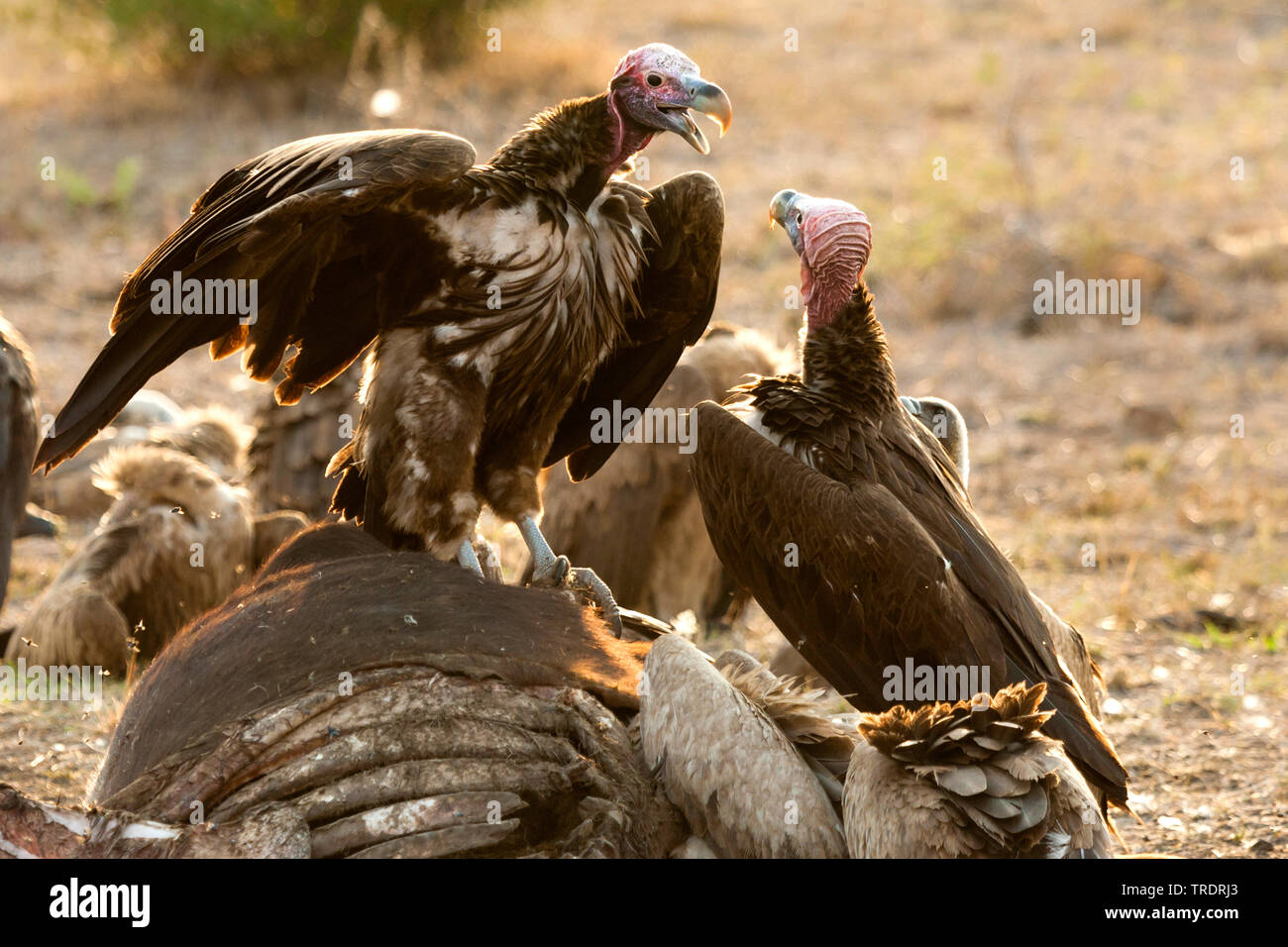 Falda-di fronte vulture (Aegypius tracheliotus, Torgos tracheliotus), coppia interagente su africana carcassa Buffalo , Sud Africa - Mpumalanga Kruger National Park Foto Stock