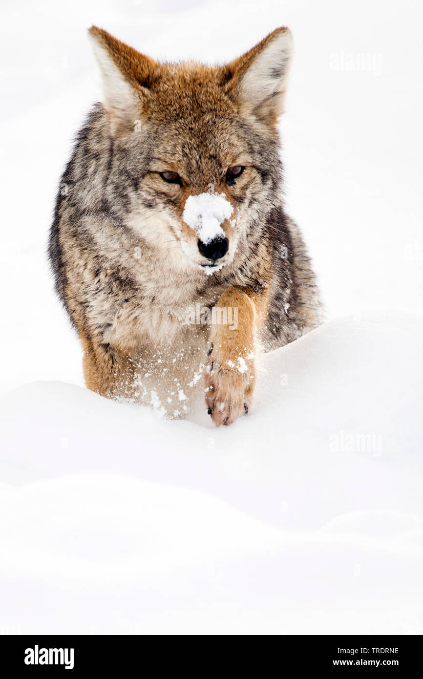 Coyote (Canis latrans), passeggiate nella neve, vista frontale, USA, Wyoming, il Parco Nazionale di Yellowstone Foto Stock