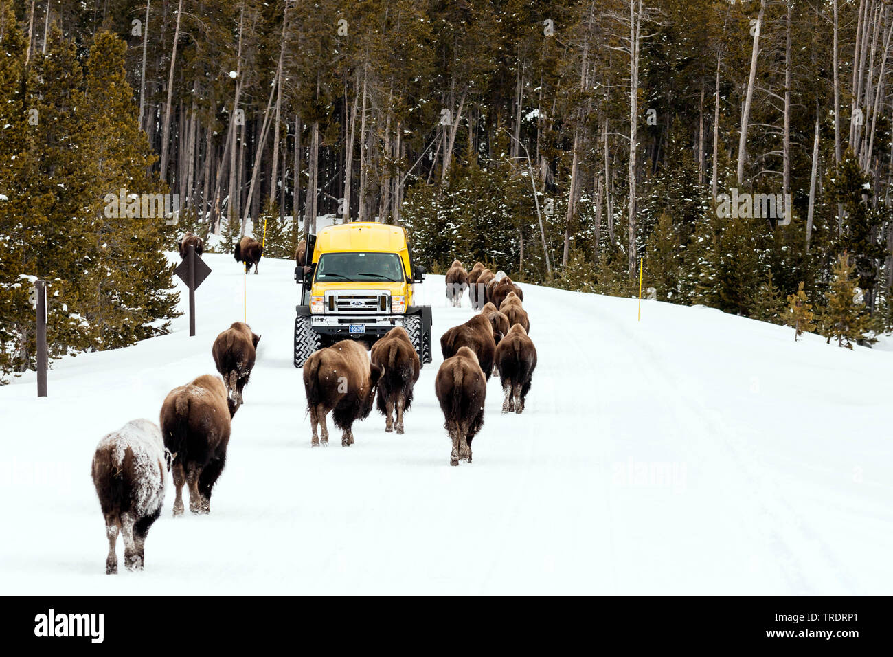 Bisonti americani, Buffalo (Bison bison), allevamento camminando accanto a via il veicolo al coperto di neve e il Parco Nazionale di Yellowstone, USA, Wyoming, il Parco Nazionale di Yellowstone Foto Stock