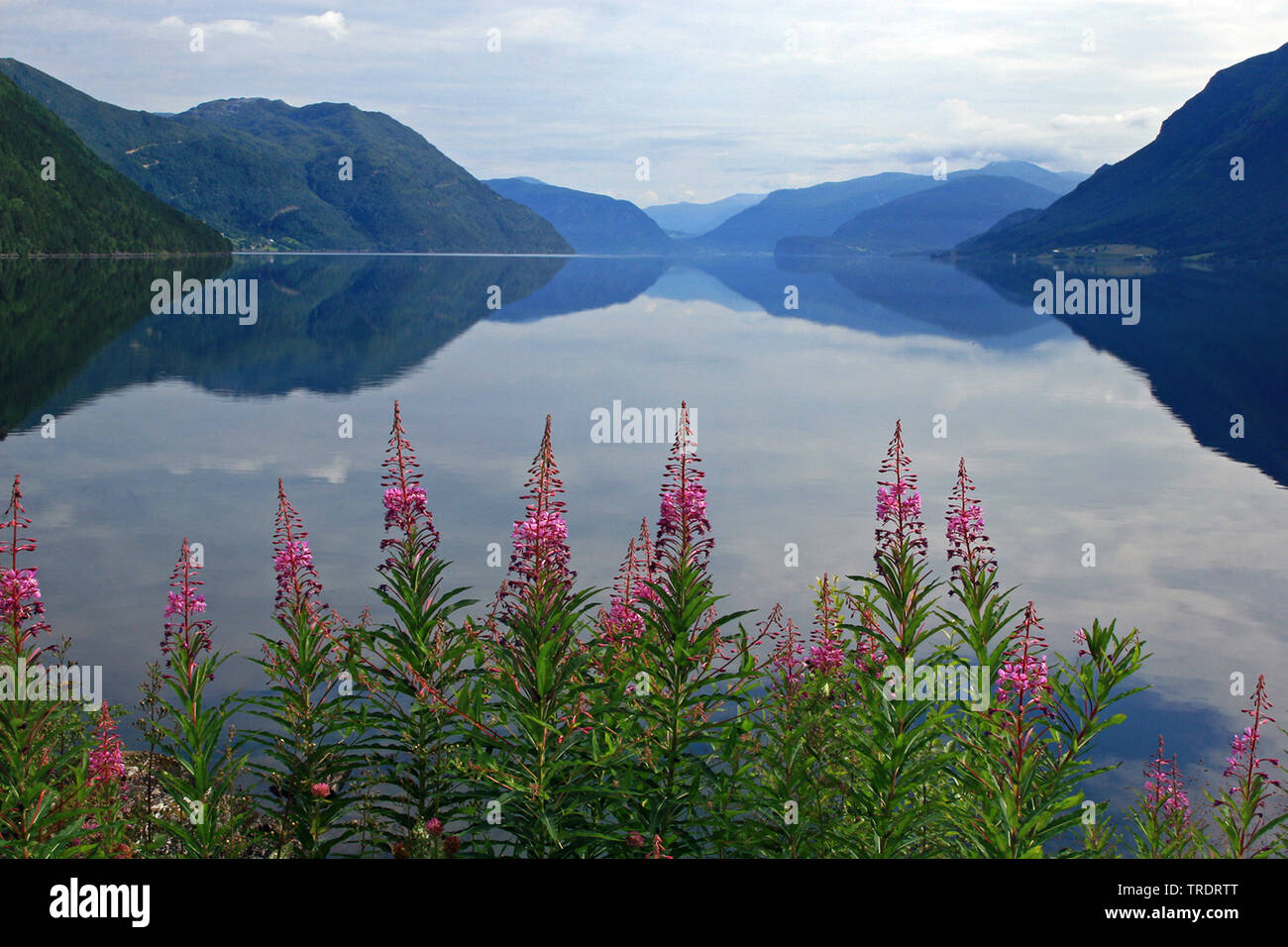 Fireweed, fioritura sally, Rosebay willow-erba, grande willow-herb (Epilobium angustifolium, Chamerion angustifolium), Hornindalsvatn Europa il lago più profondo, Norvegia Foto Stock