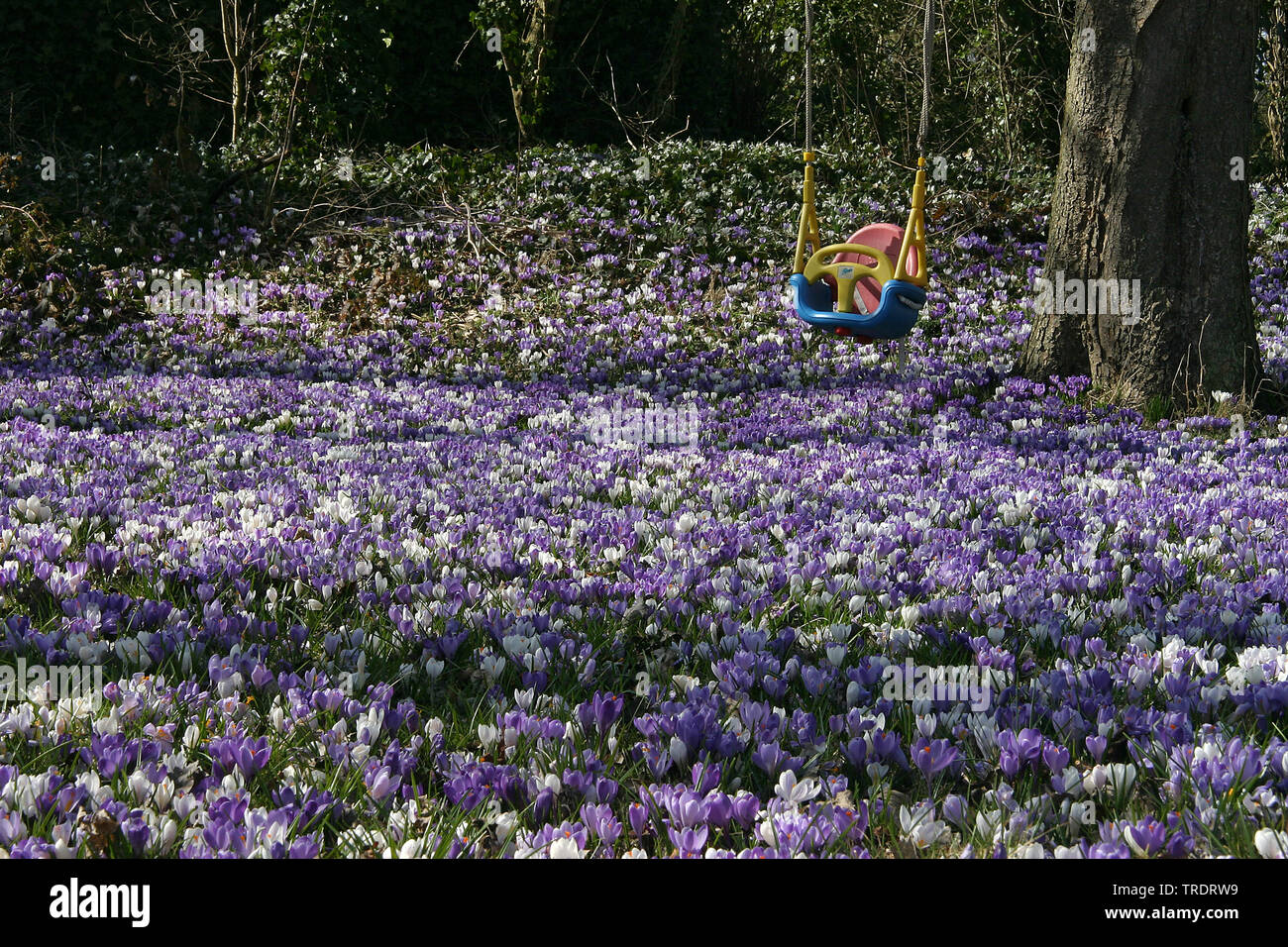 Crocus bianco, molla crocus (crocus vernus ssp. albiflorus, Crocus albiflorus), giardino con fioritura crocus, Paesi Bassi Foto Stock