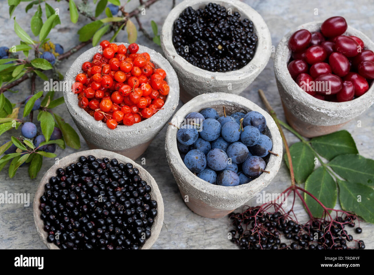 I frutti selvatici in vasi: Prugnolo bacche, sambuchi, rowan tree bacche, corniolo frutti di bosco e more, Germania Foto Stock
