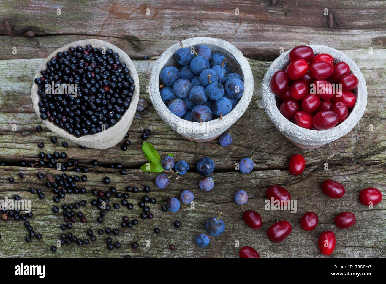 I frutti selvatici in vasi: Prugnolo bacche, sambuchi e il Corniolo frutti di bosco, Germania Foto Stock