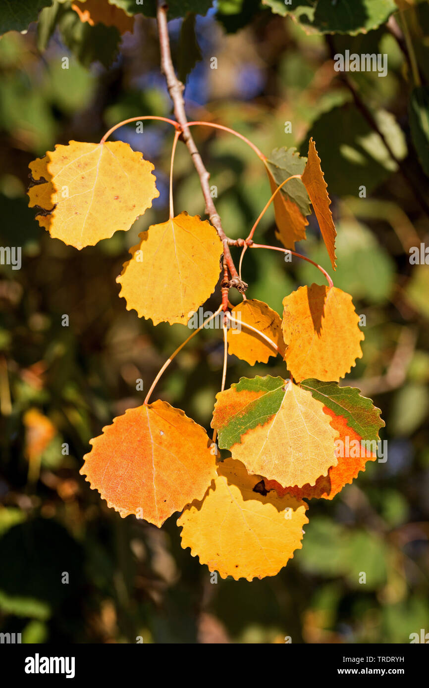 Unione aspen (Populus tremula), foglie di autunno su un ramo, Germania Foto Stock