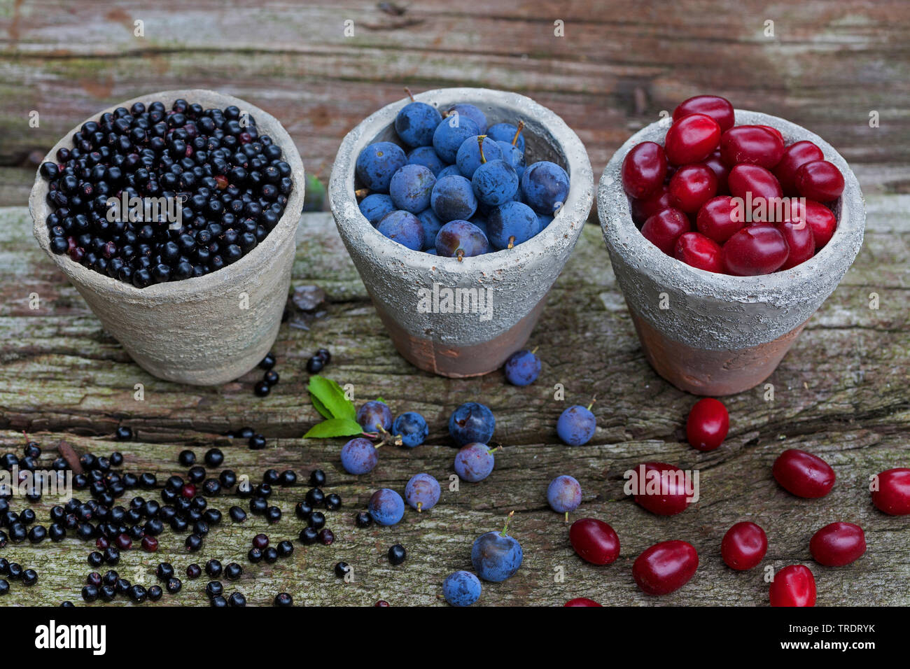 I frutti selvatici in vasi: Prugnolo bacche, sambuchi e il Corniolo frutti di bosco, Germania Foto Stock