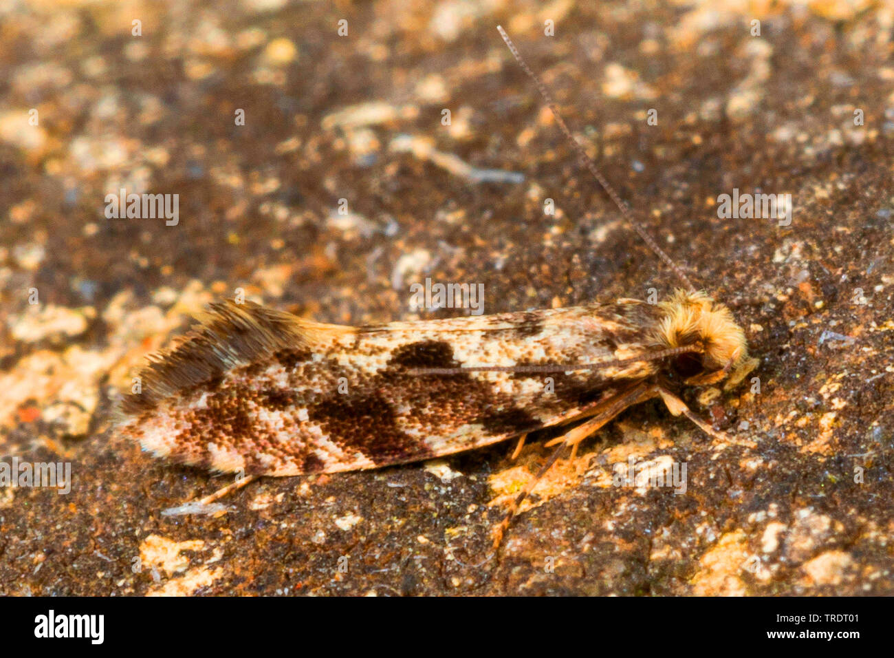 Tineoid moth, fungo tarma (Nemapogon spec.), vista laterale, Germania Foto Stock