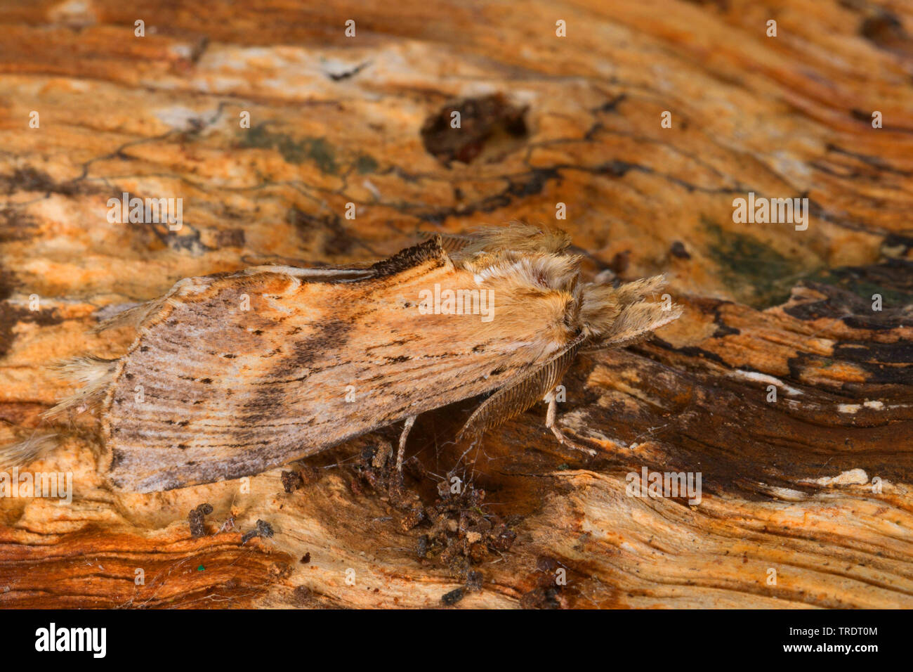 Pallido (prominente Pterostoma palpina), seduto sulla corteccia, Germania Foto Stock