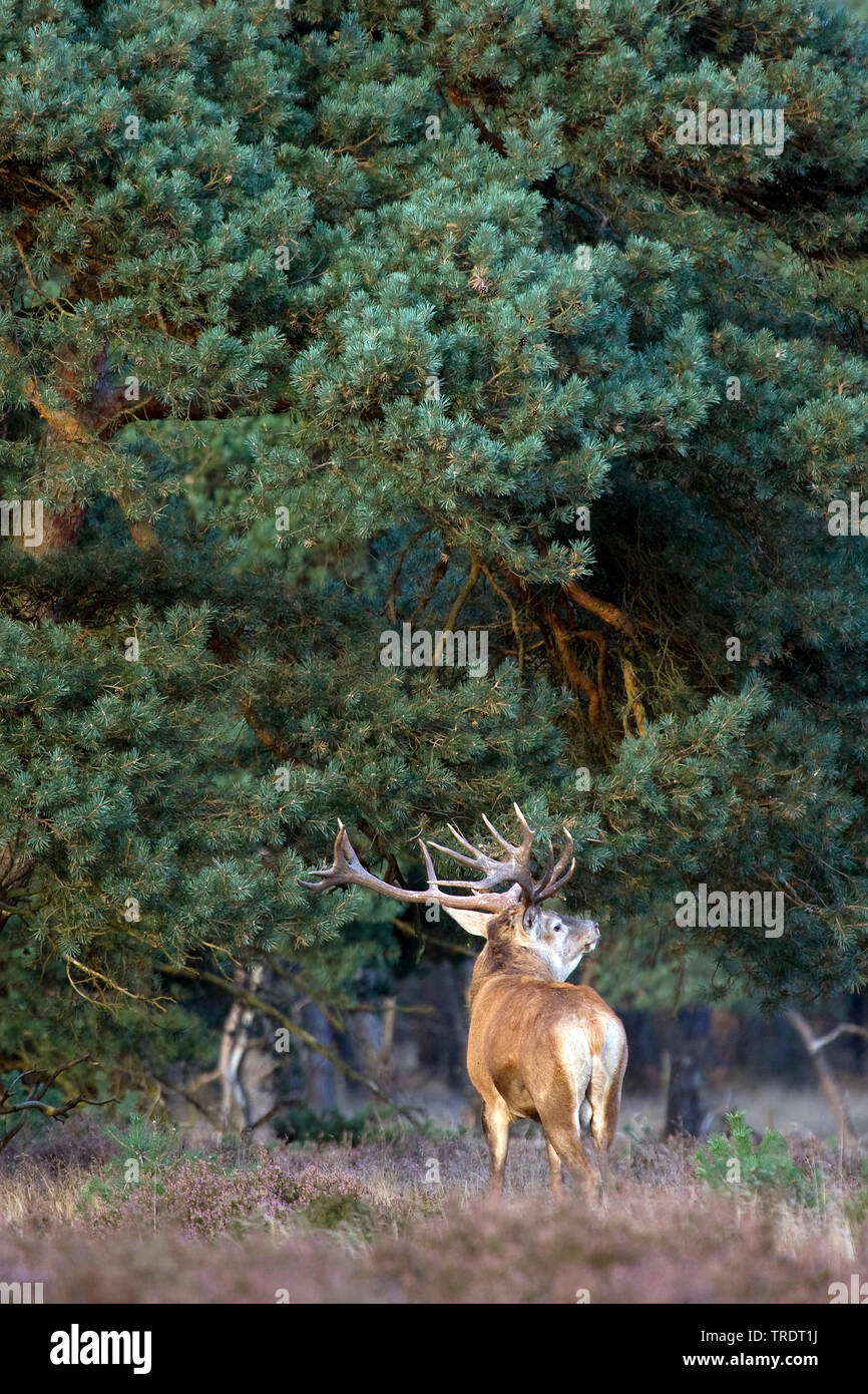 Il cervo (Cervus elaphus), feste di addio al celibato in una radura, vista posteriore, Paesi Bassi Foto Stock