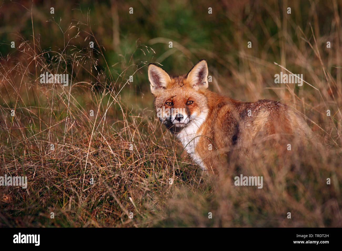Red Fox (Vulpes vulpes vulpes), Cervo Stalking su erba, Paesi Bassi Foto Stock