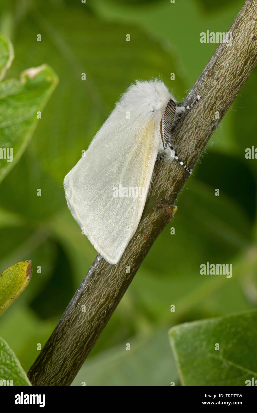 Aatin moth, White Satin Moth (Leucoma salicis, Stilpnotia salicis), maschio su un ramo, Germania Foto Stock