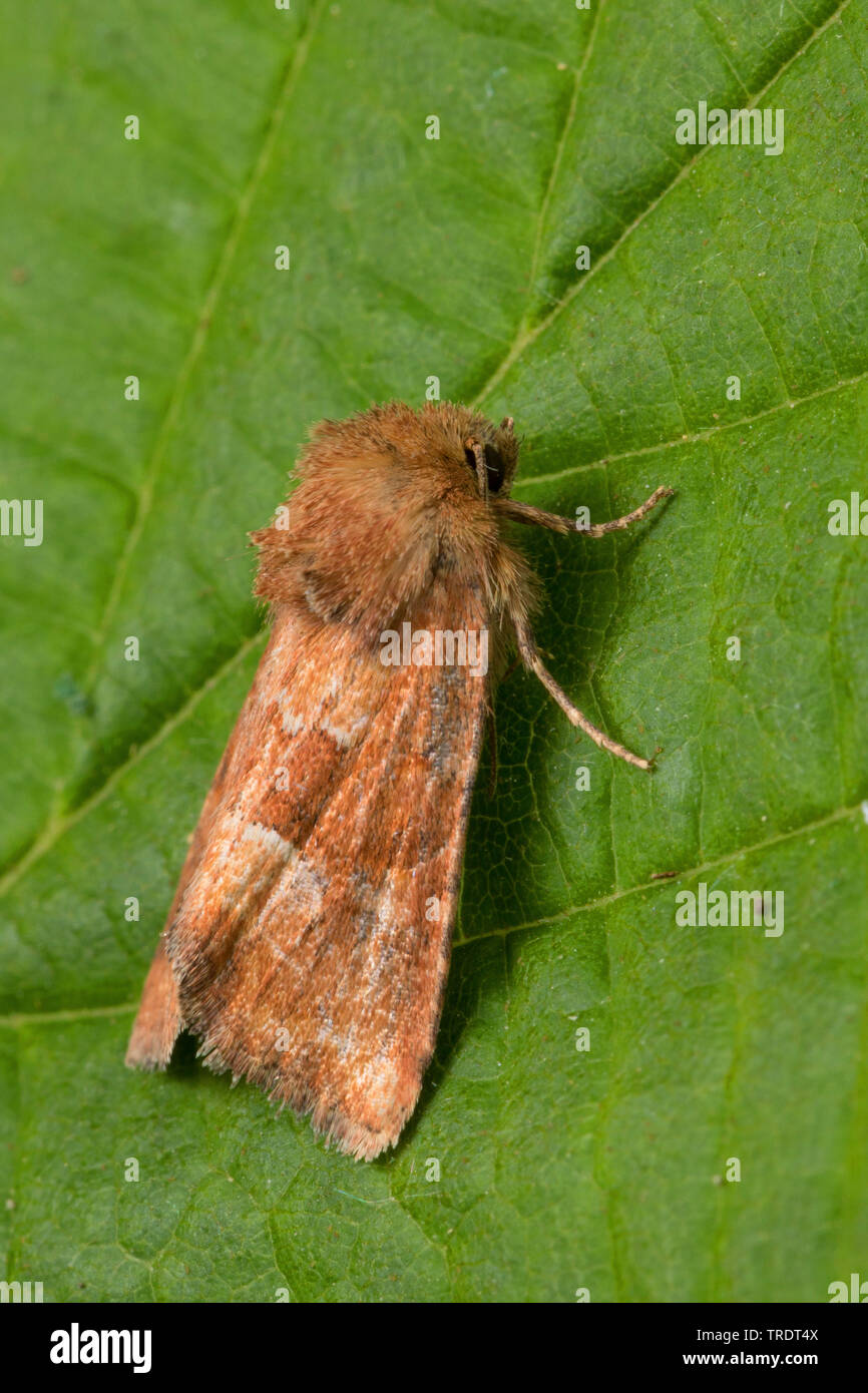 Roetliches-Halmeulchen (Oligia fasciuncula), seduta su una foglia, Germania Foto Stock