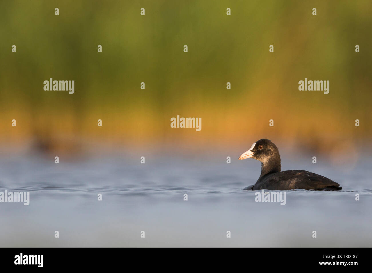 Nero la folaga (fulica atra), i capretti in acqua, Turchia Foto Stock