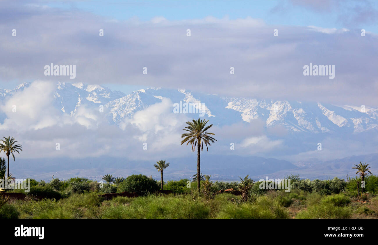 Palme di fronte montagne con cime innevate, Marocco Foto Stock