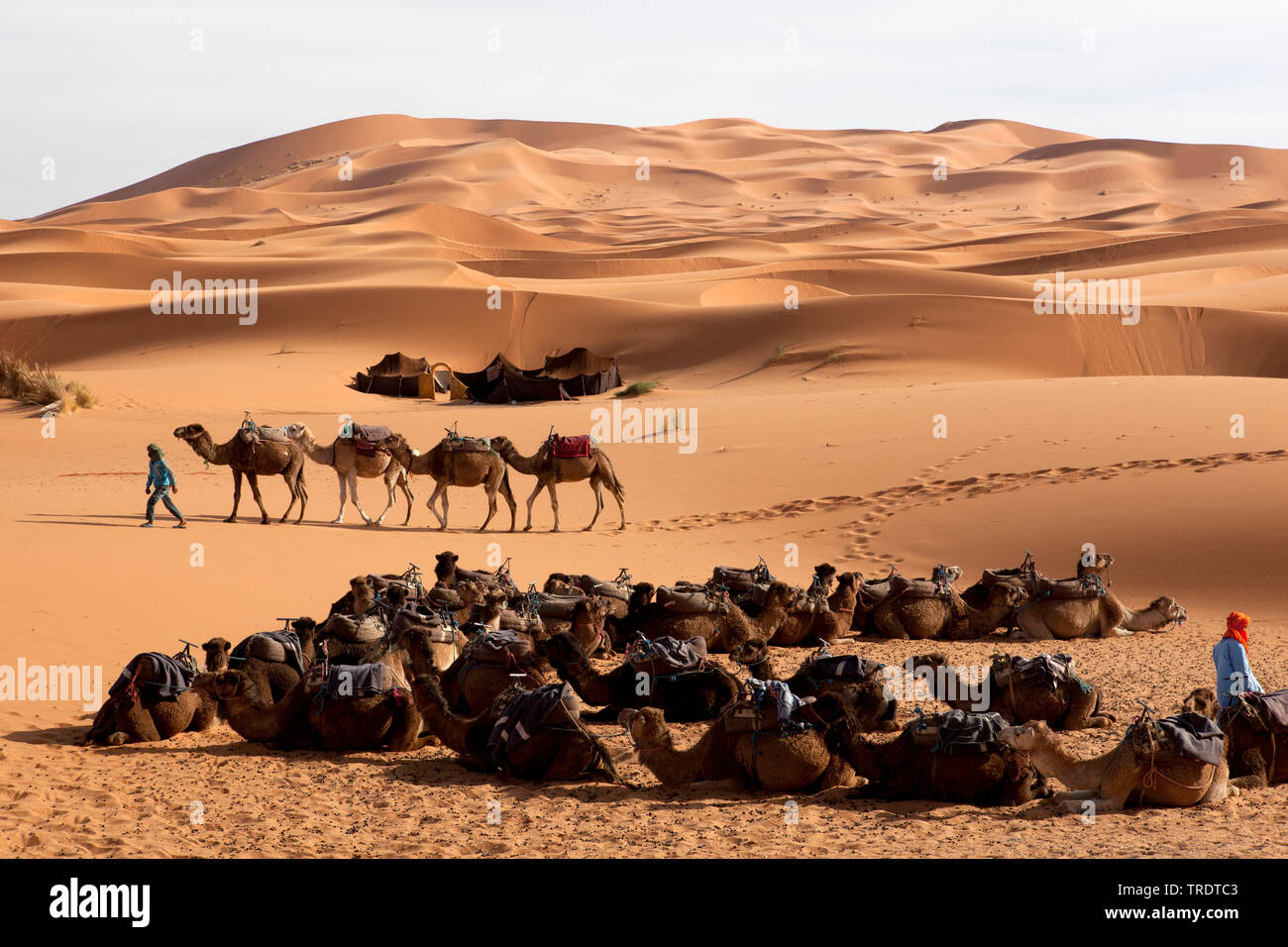 Caravan in Erg Chebbi desert, Marocco Foto Stock