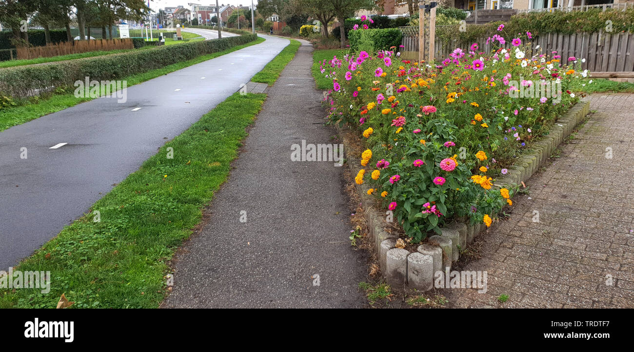 Giardino cosmo, messicano aster (Cosmos bipinnatus), coloratissimo mix di fiori d'estate a bordo strada, Paesi Bassi Foto Stock