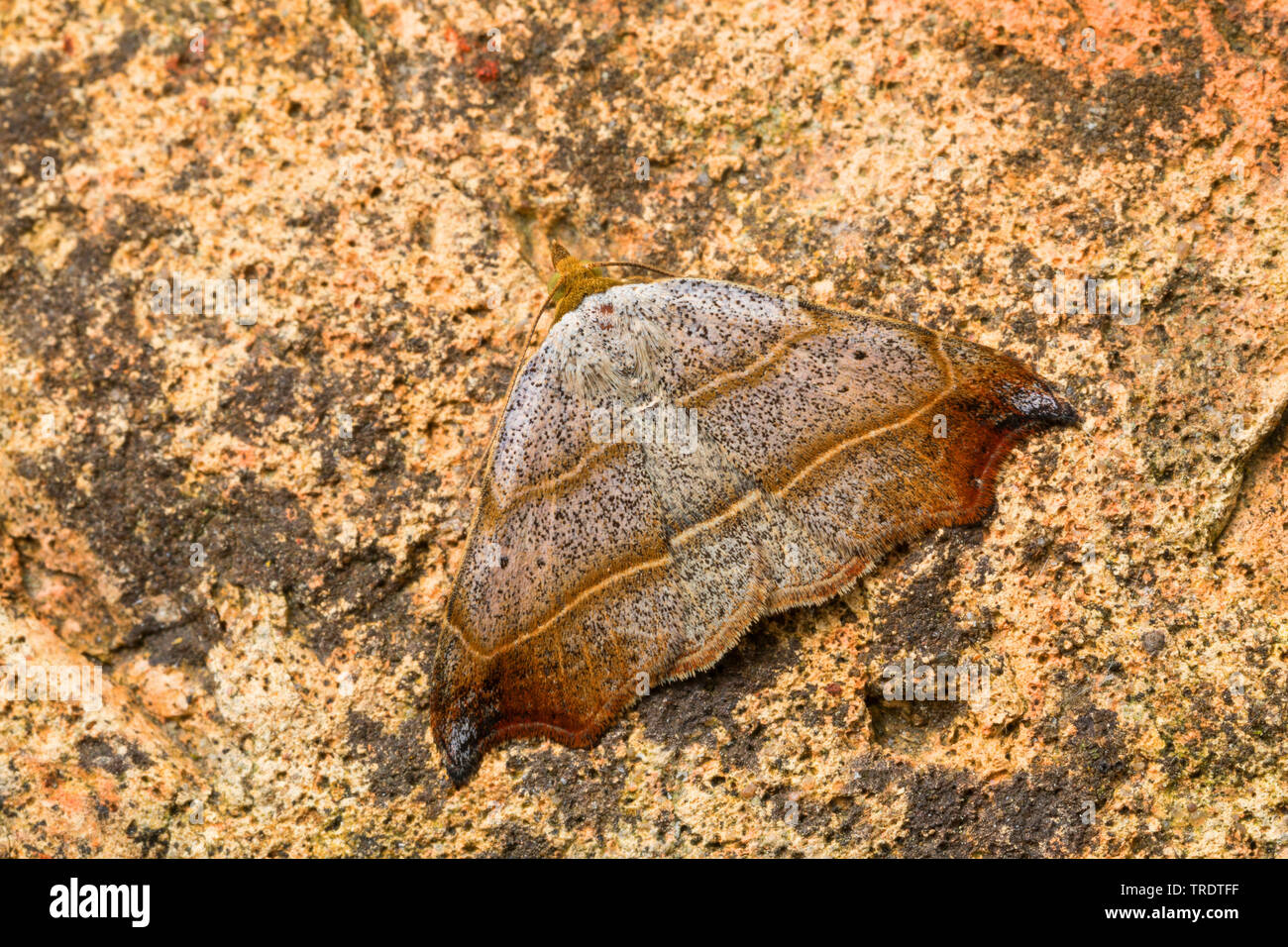 Bella hook-punta (Laspeyria flexula), seduto su di una pietra, vista da sopra, Germania Foto Stock