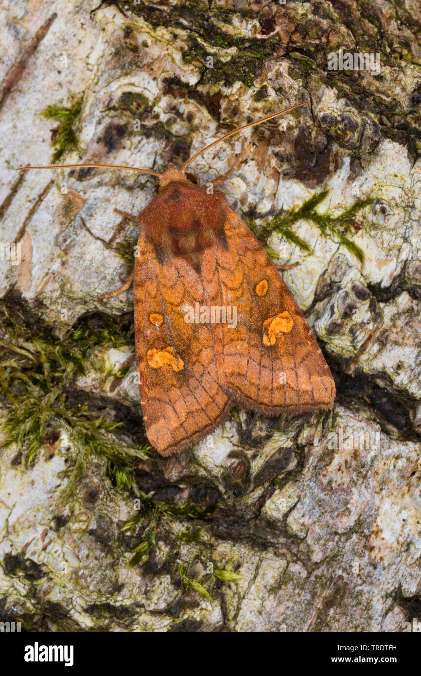 Noctuid tarma (Amphipoea spec.), seduto sulla corteccia di betulla, vista da sopra, Germania Foto Stock