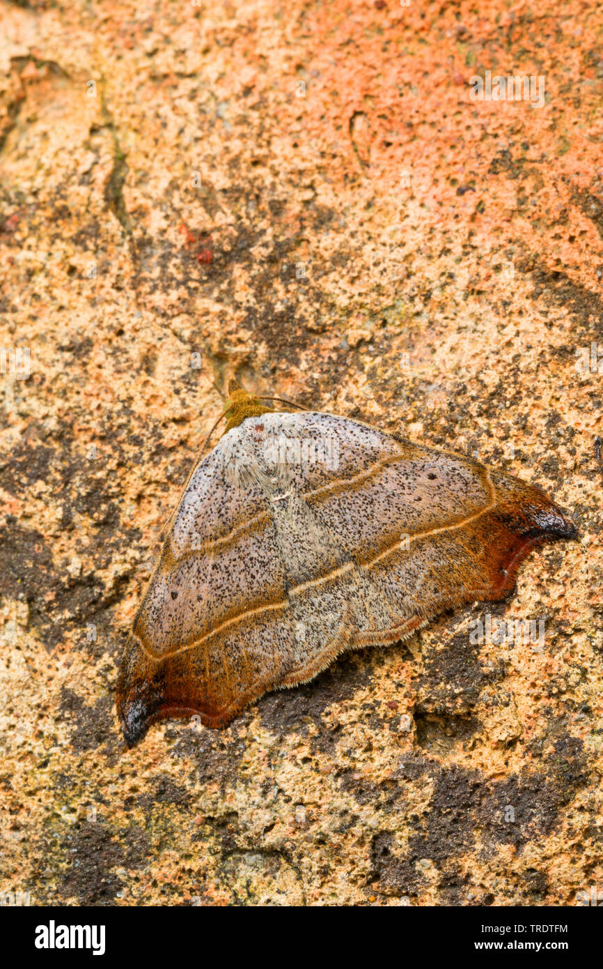 Bella hook-punta (Laspeyria flexula), seduto su di una pietra, vista da sopra, Germania Foto Stock