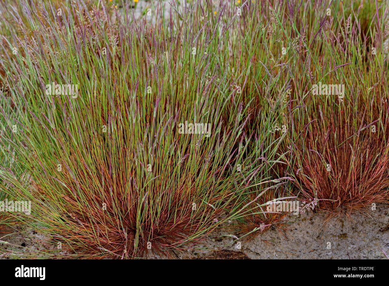 Capelli grigi-erba (Corynephorus canescens), fioritura, Germania Foto Stock