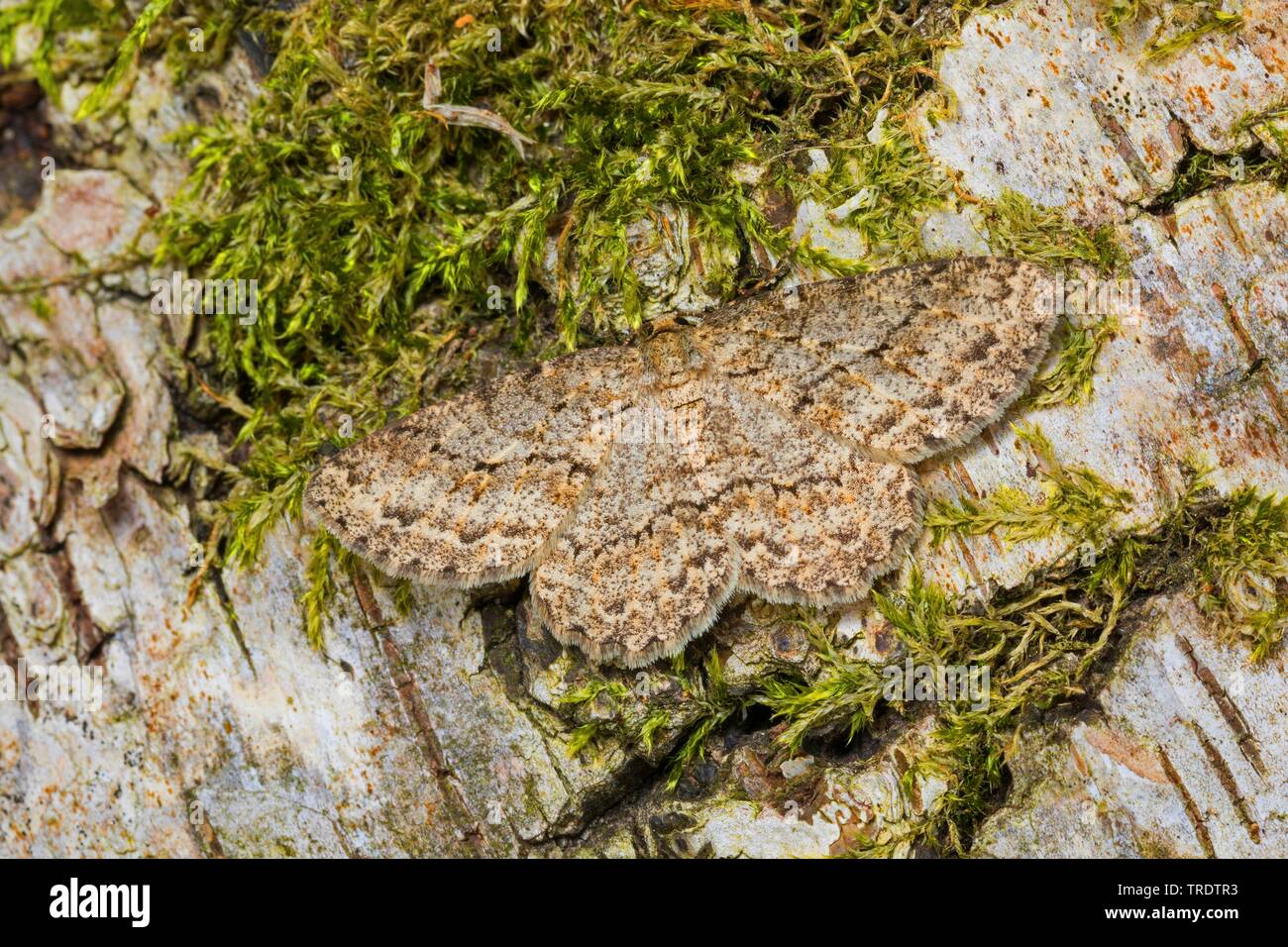 Il larice looper, rimondatore di mirtillo, Fir looper, prugna looper (Ectropis crepuscularia, Ectropis bistortata, Boarmia bistortata), sulla corteccia di muschio, Germania Foto Stock