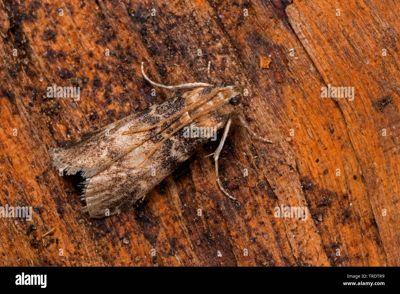 Tabby nodo-horn, Ash-corteccia nodo-horn (Euzophera pinguis, Phycis pinguis), su legno, Germania Foto Stock