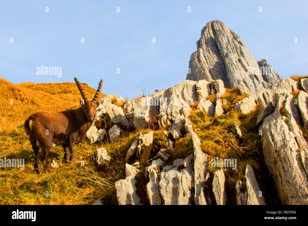Stambecco delle Alpi (Capra ibex, Capra ibex ibex), alla ricerca di cibo in autunnale di paesaggio di montagna, Svizzera, Alpstein, Alpstein Foto Stock