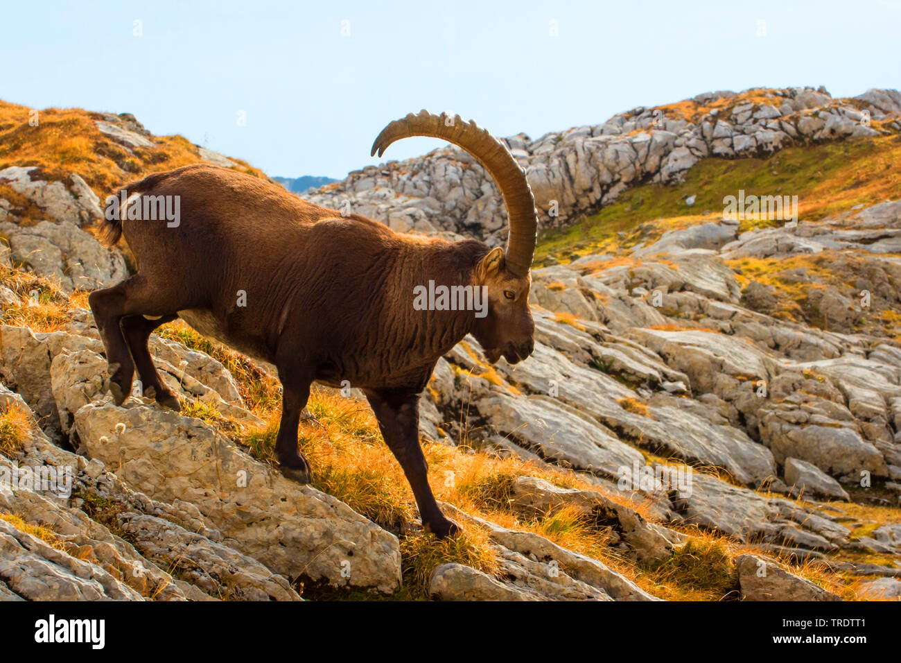 Stambecco delle Alpi (Capra ibex, Capra ibex ibex), alla ricerca di cibo in autunnale di paesaggio di montagna, Svizzera, Alpstein, Alpstein Foto Stock