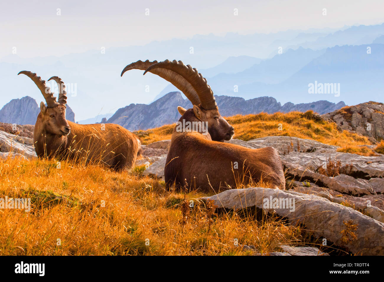 Stambecco delle Alpi (Capra ibex, Capra ibex ibex), appoggiato in autunnale di paesaggio di montagna, Svizzera, Alpstein Foto Stock