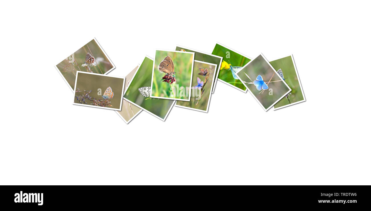 Collage con alcune delle mie immagini a farfalla Foto Stock
