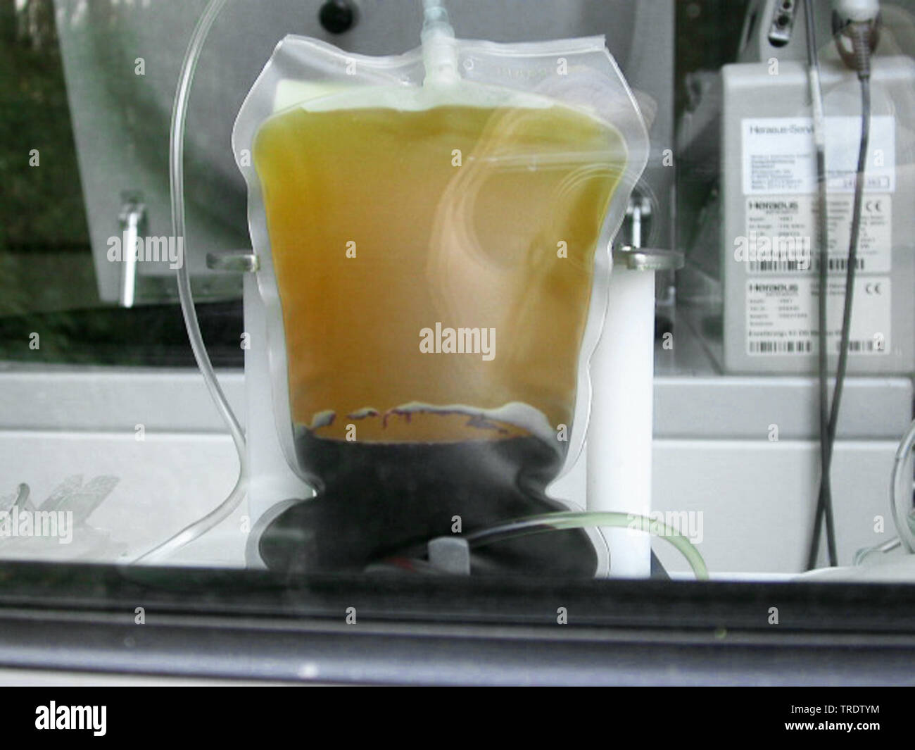 La donazione di sangue, Germania Foto Stock