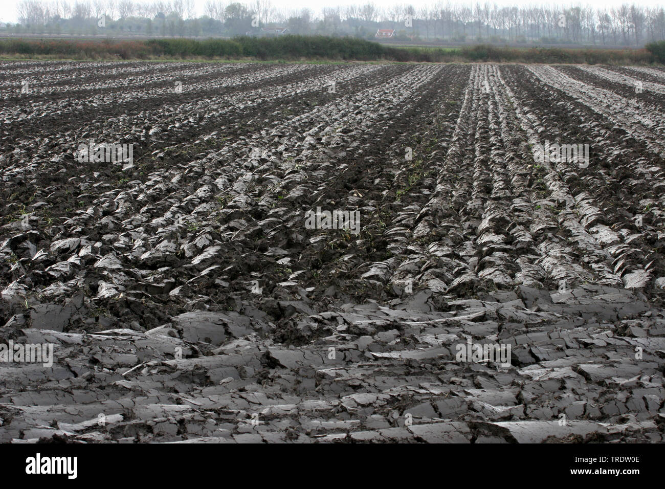 Il terreno argilloso, campo fecondo dopo aratura, Paesi Bassi Foto Stock