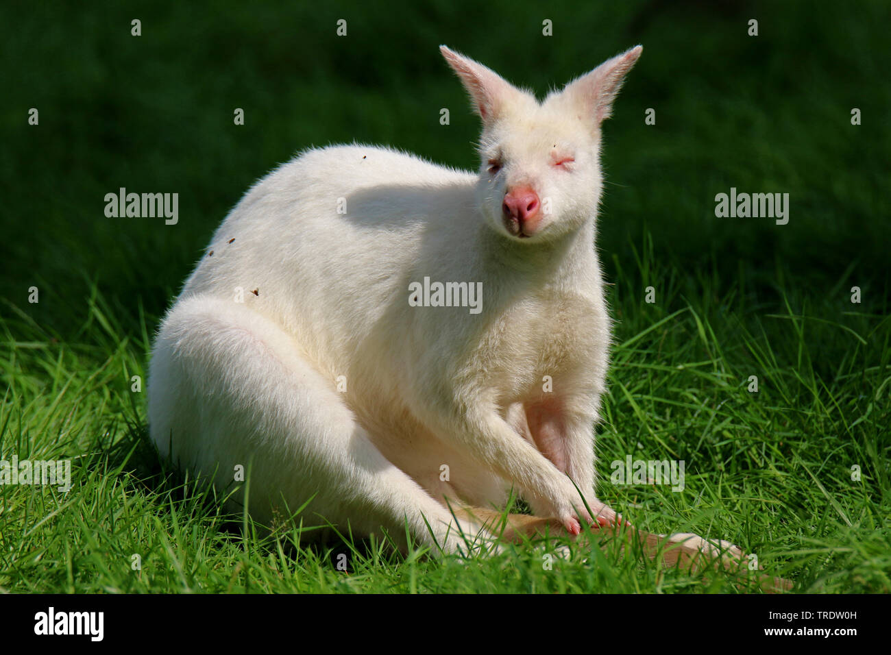 Rosso-un wallaby dal collo, Bennett┤s Wallaby (Macropus rufogriseus rufogriseus, Wallabia rufogrisea rufogrisea), albino Foto Stock