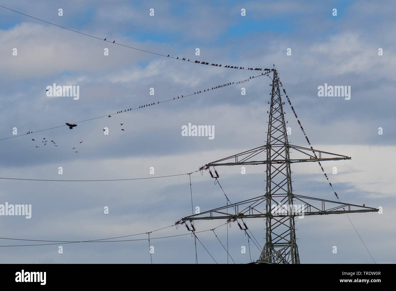 Starling comune (Sturnus vulgaris), trooping fino per la migrazione degli uccelli su una linea ad alta tensione, vengono attaccati da un carrion crow, in Germania, in Baviera, Isental Foto Stock