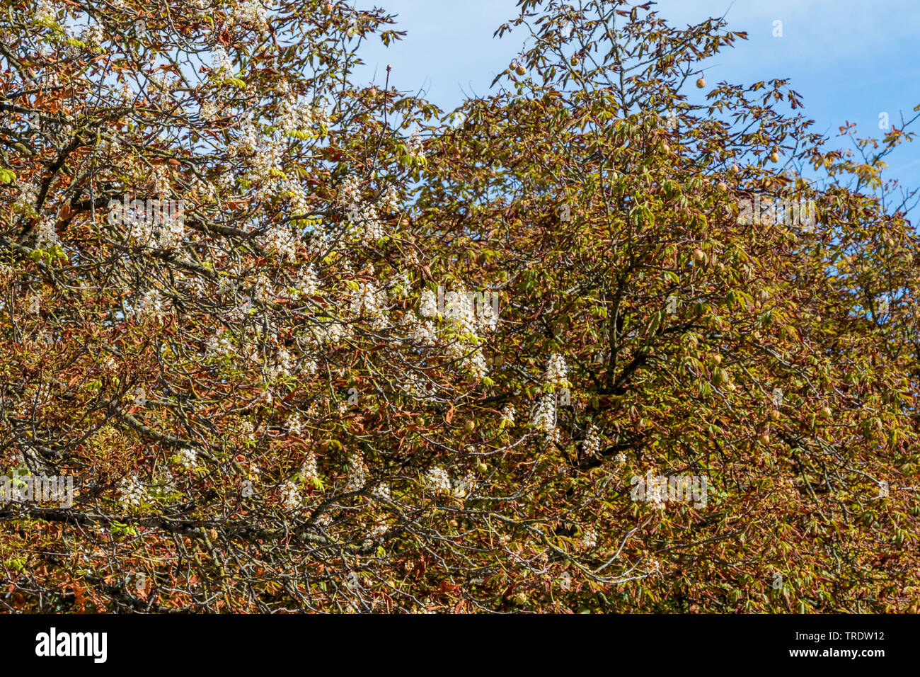 Comune di ippocastano (Aesculus hippocastanum), fioritura in autunno, Germania, Isental Foto Stock