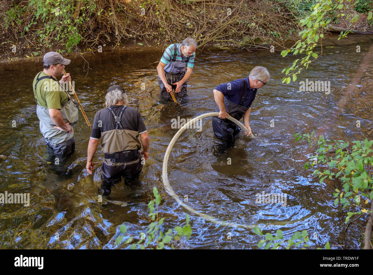 Pescatore di pulizia della ghiaia vivaio per alcune specie ittiche, in Germania, in Baviera, Dorfen, Schwaig Foto Stock