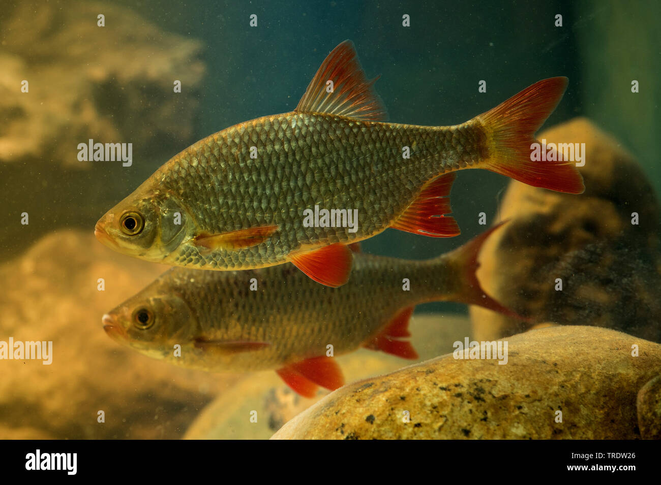 Rudd (Scardinius erythrophthalmus), vista laterale, Germania Foto Stock