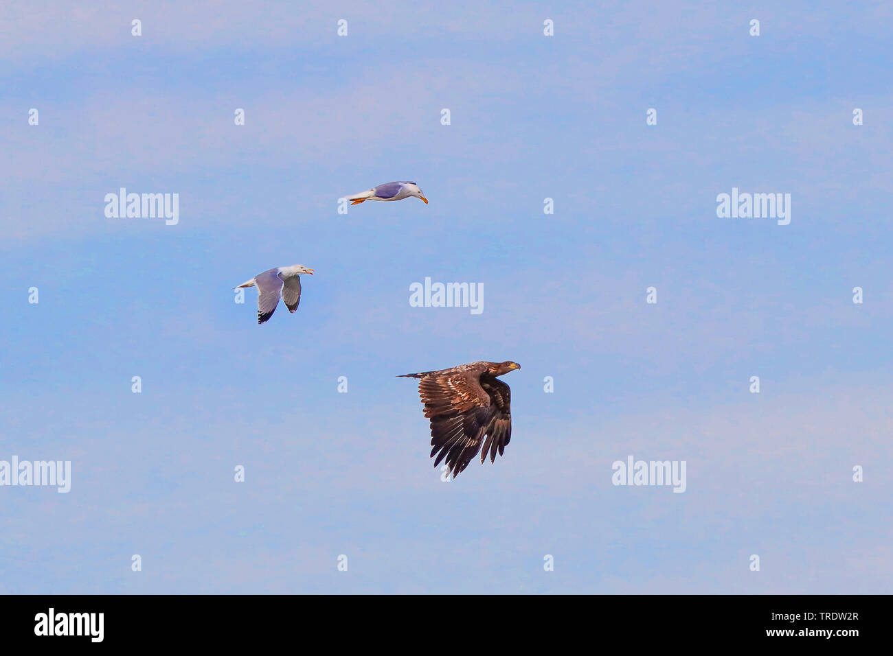 White-tailed sea eagle (Haliaeetus albicilla), è attaccato da giallo-gambe gabbiani in volo, vista laterale, in Germania, in Baviera, il Lago Chiemsee Foto Stock