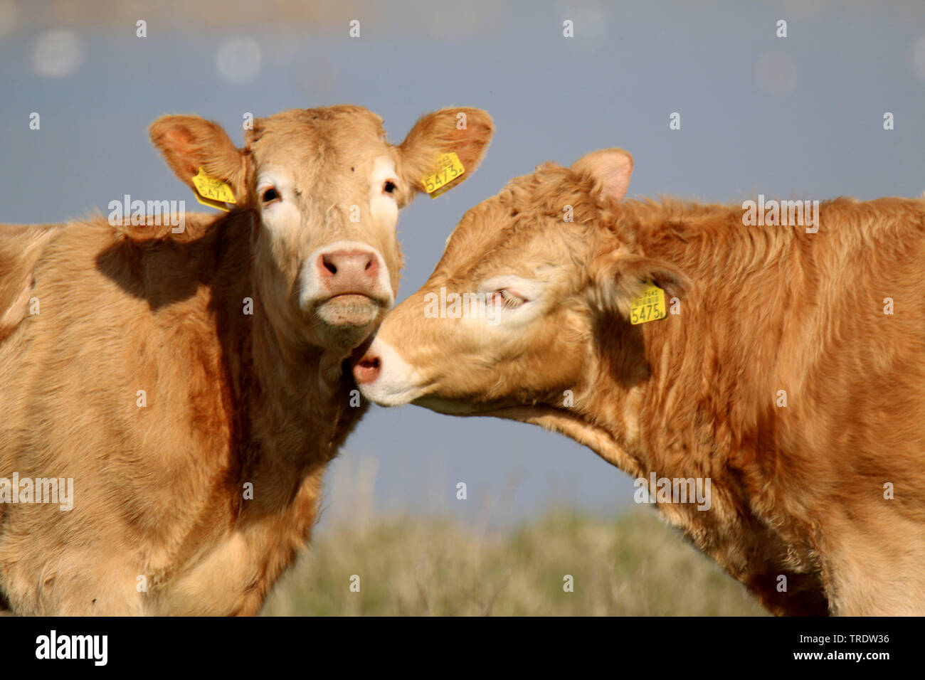 Charolais bovini (Bos primigenius f. taurus), il bestiame con stanzia su pascolo, Germania Foto Stock