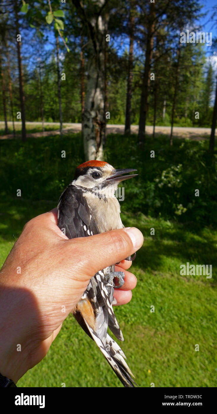 Medio macchie Picchio (Picoides medius, Dendrocopos medius), tenere in mano, Finlandia Foto Stock