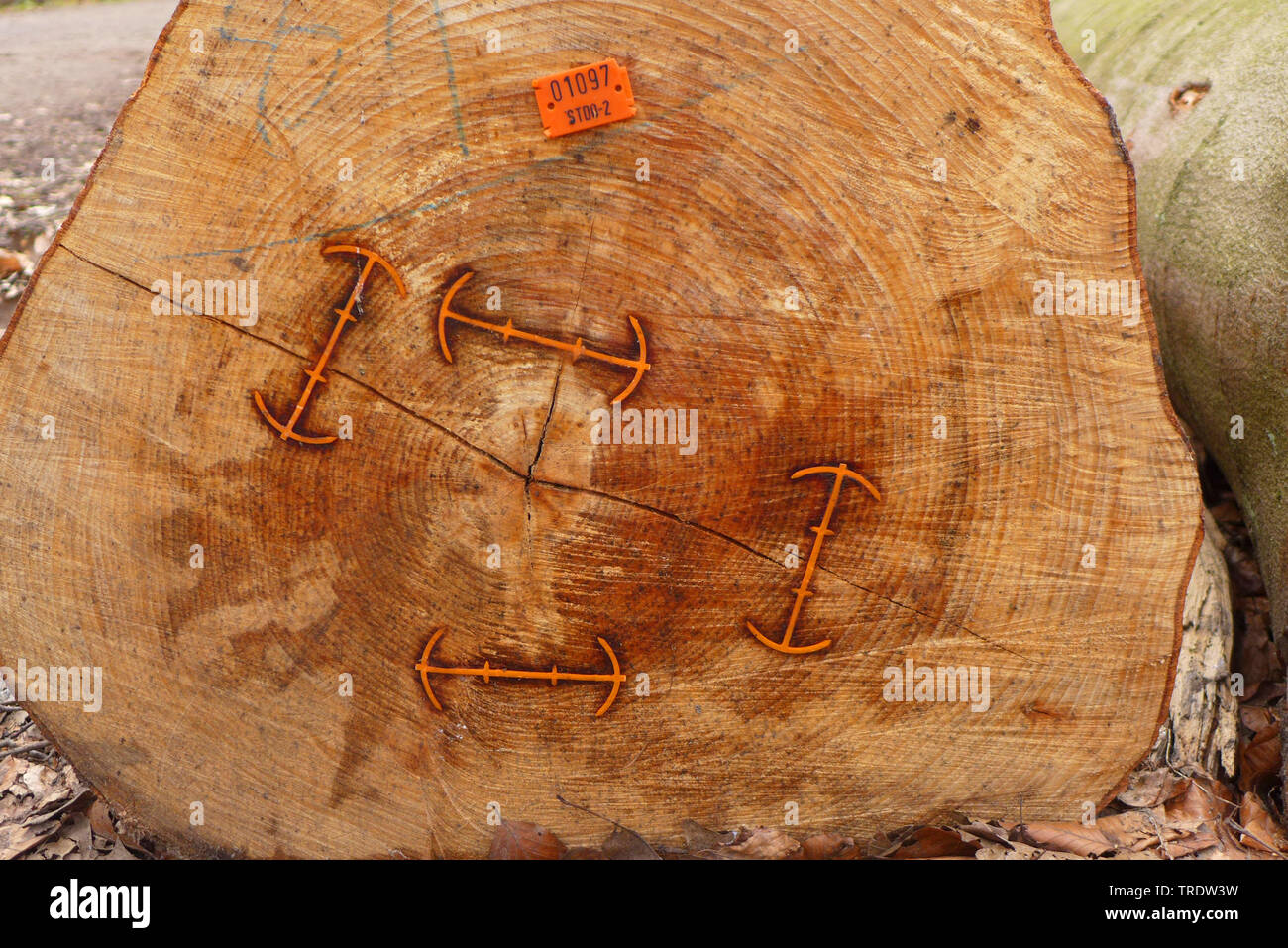 Comune di faggio (Fagus sylvatica), fette di tronco con fascette per evitare spaccature nel legno, Germania Foto Stock