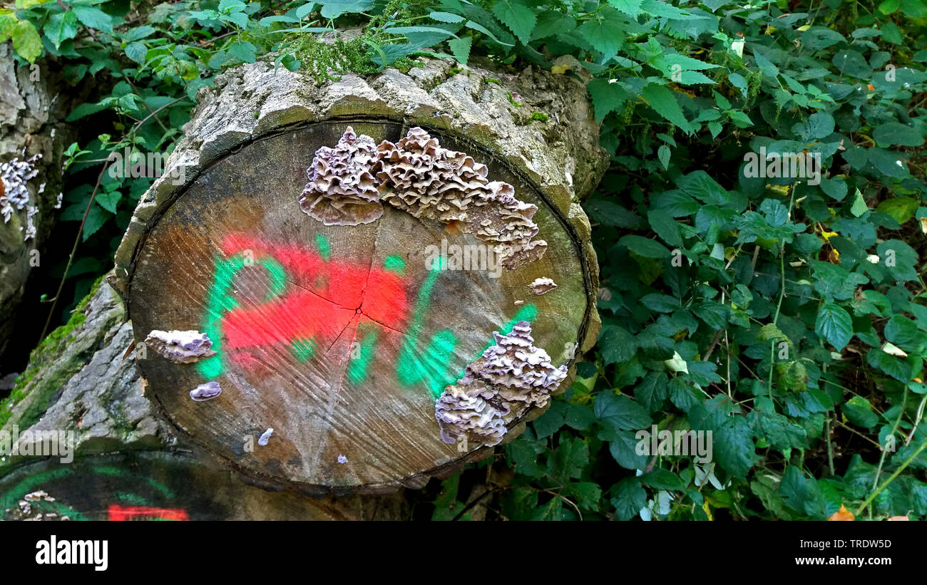 Aspen, Pioppo (Populus spec.), contrassegnato fetta ad albero Foto Stock