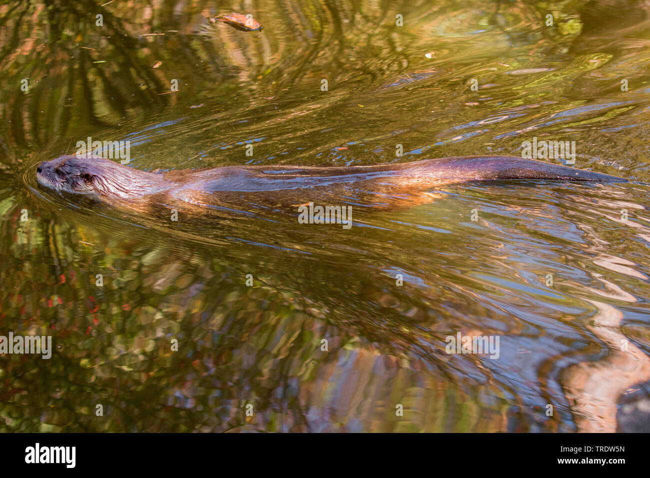 Unione Lontra di fiume, Lontra europea, lontra (Lutra lutra), piscina, vista laterale, Germania Foto Stock