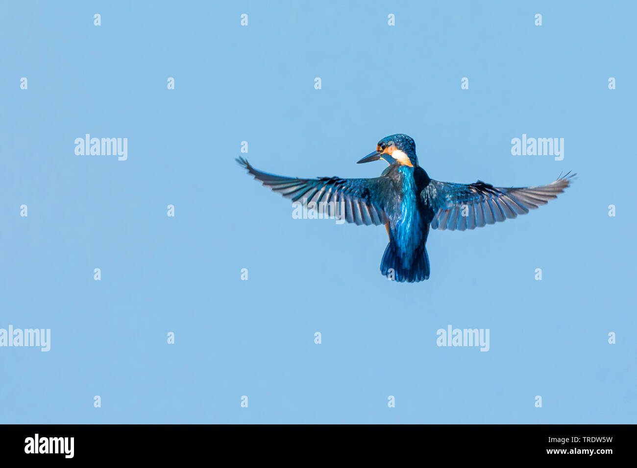 Fiume kingfisher (Alcedo atthis), cerca di pesci Foraggio in volo di Hoover, vista posteriore, in Germania, in Baviera Foto Stock