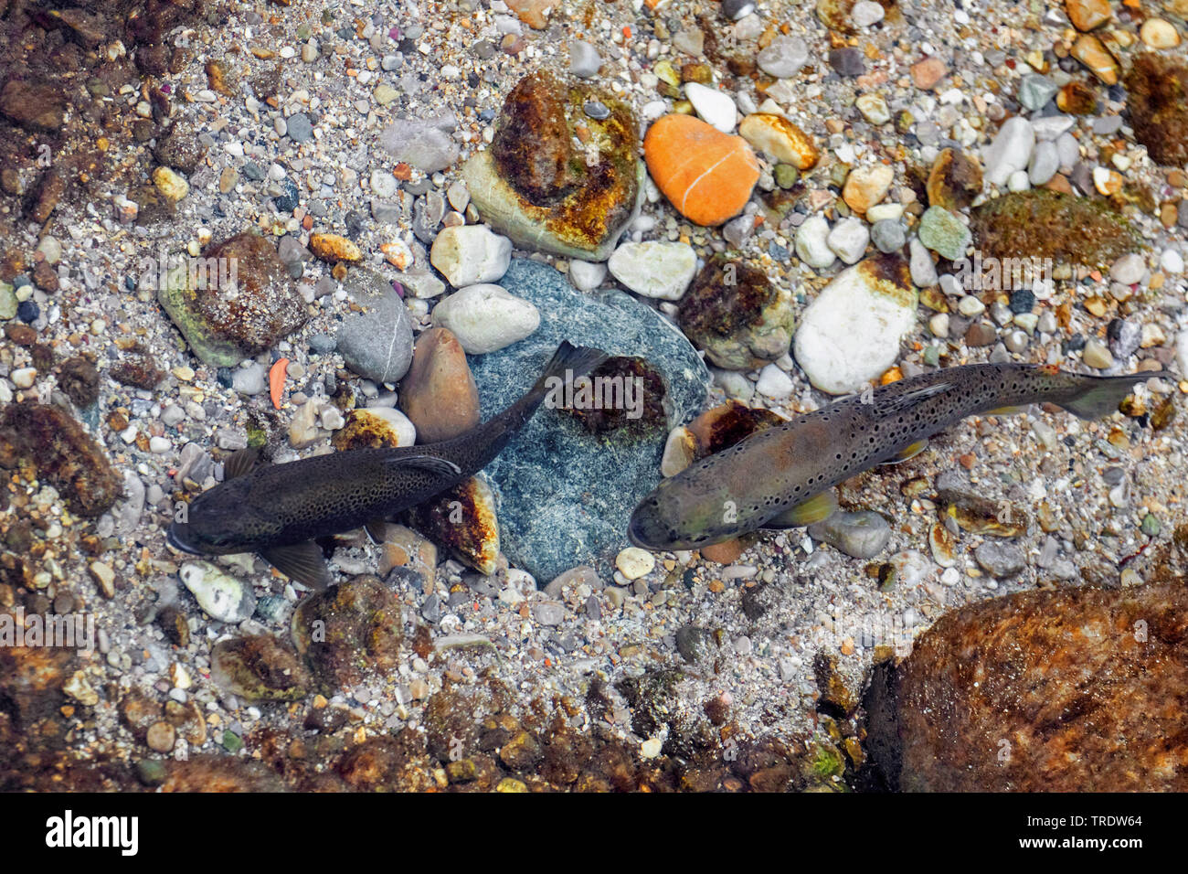 La trota fario trota di fiume, trota di fiume (Salmo trutta fario), la deposizione delle uova, coppia sopra il terreno fertile in un fiume, in Germania, in Baviera, Prien Foto Stock