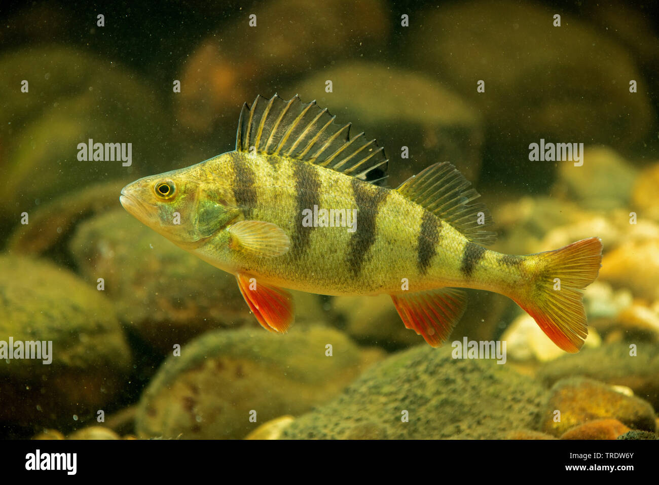 Pesce persico, Europeo persico, Redfin pesce persico (Perca fluviatilis), nuoto con le pinne rosso, Germania Foto Stock