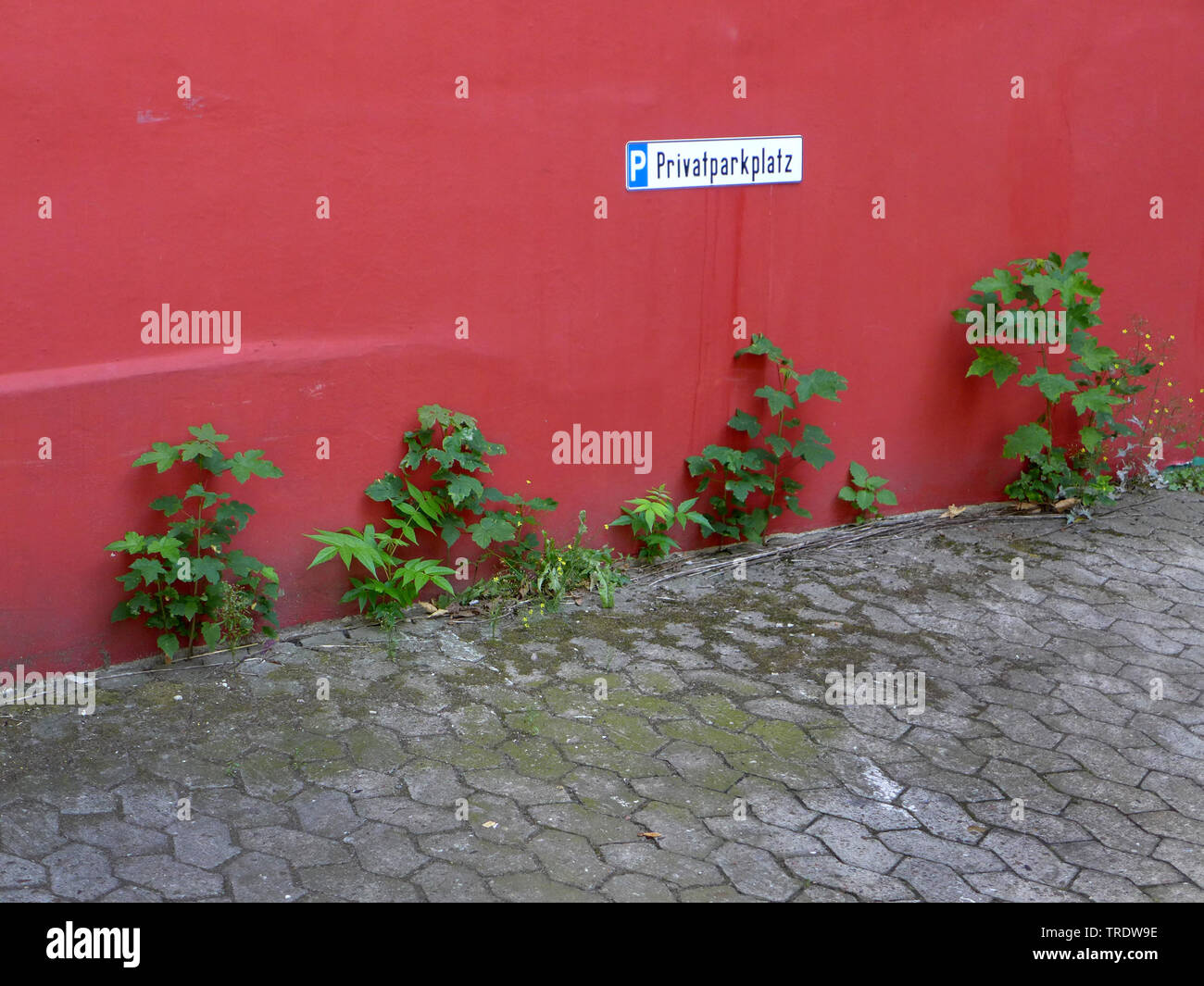 La natura in una città, erbacce su un parcheggio, Germania Foto Stock